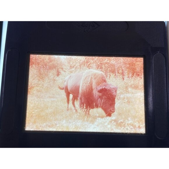 Vtg Lot of 22 Misc. Glass Slides Travel Grand Canyon Buffalo Cars Scenery - Picture 2 of 12